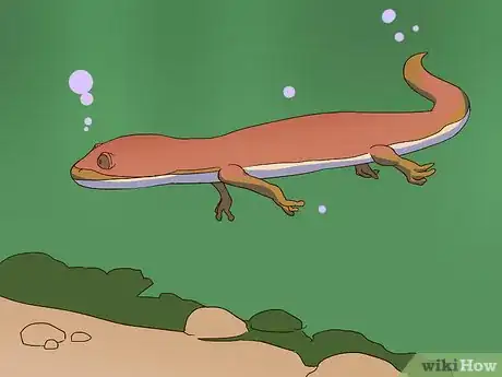 Imagen titulada Feed a Salamander Step 12