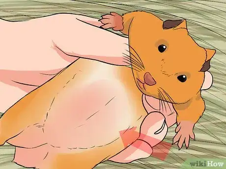 Imagen titulada Stop a Guinea Pig from Shedding Step 14