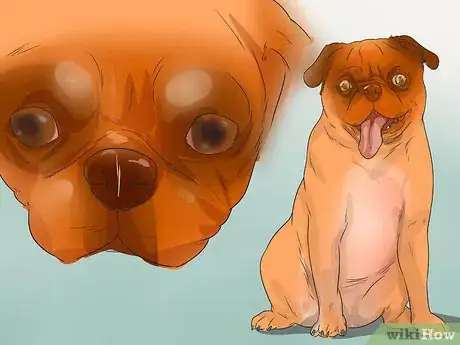 Imagen titulada Diagnose Eye Problems in Pugs Step 3
