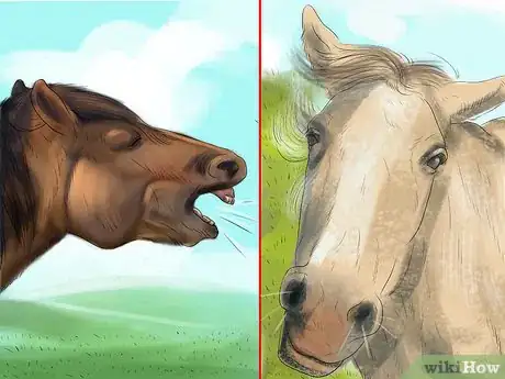 Imagen titulada Bond With Your Horse Using Natural Horsemanship Step 4