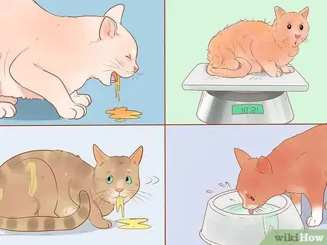 Imagen titulada Know if Your Cat Is Sick Step 19