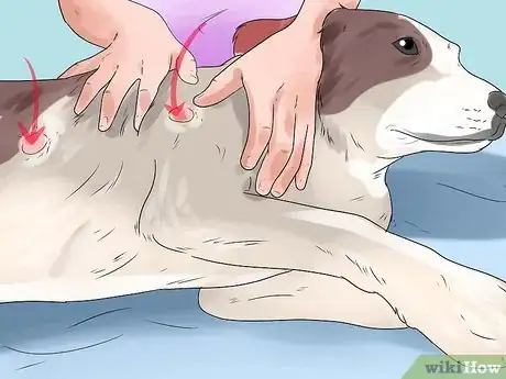 Imagen titulada Treat Hot Spots in Dogs Step 12