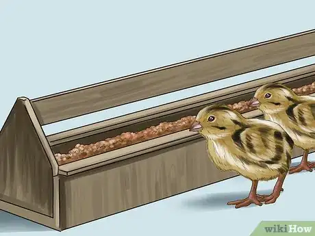 Imagen titulada Feed Quail Step 11