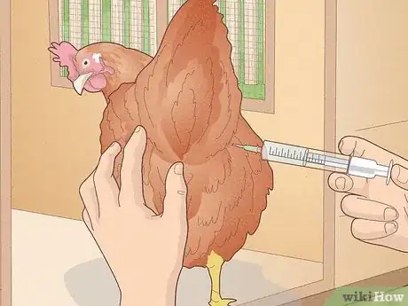 Imagen titulada Prevent Diseases in Chickens Step 11