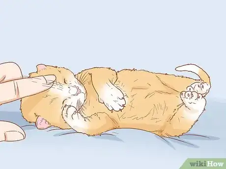 Imagen titulada Get a Kitten to Fall Asleep Step 9