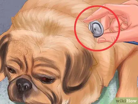 Imagen titulada Live with a Pug Dog Step 15
