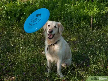 Imagen titulada Teach a Dog How to Catch a Frisbee Step 10