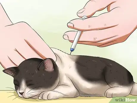 Imagen titulada Diagnose Feline Panleukopenia (Distemper) Step 10