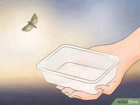 Imagen titulada Catch a Moth Step 8