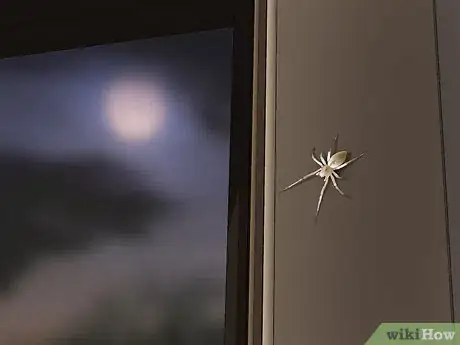 Imagen titulada Identify a Yellow Sac Spider Step 10