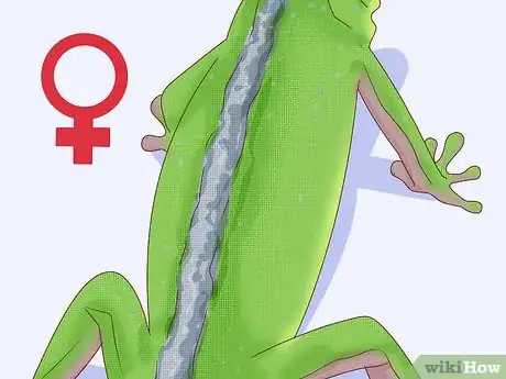 Imagen titulada Determine the Sex of a Green Anole Step 2
