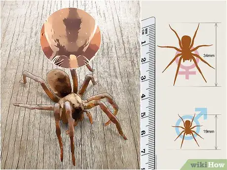 Imagen titulada Identify a Wolf Spider Step 1