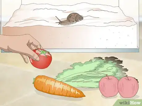 Imagen titulada Feed a Land Snail Step 1