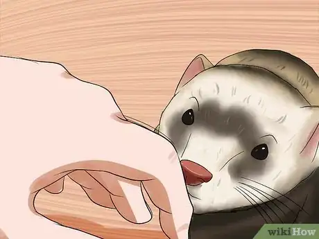 Imagen titulada Train a Ferret Not to Bite Step 10