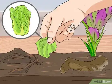 Imagen titulada Care for Slugs Step 5
