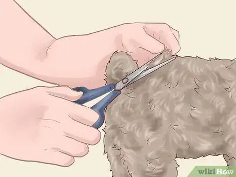 Imagen titulada Care for a Toy Poodle Step 10