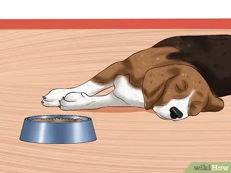Imagen titulada Treat Hookworms in Dogs Step 4