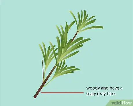 Imagen titulada Identify Rosemary Step 3