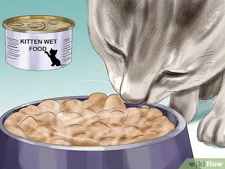 Imagen titulada Introduce Solid Food to Kittens Step 5