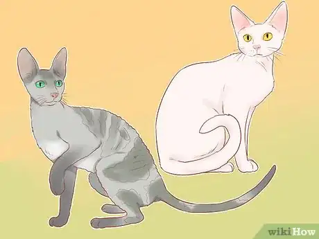 Imagen titulada Identify Cats Step 10