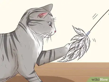 Imagen titulada Get a Cat to Stop Meowing Step 6