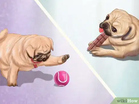 Imagen titulada Live with a Pug Dog Step 20