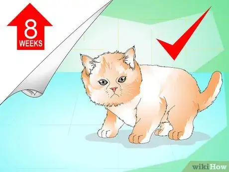 Imagen titulada Give a Kitten a Bath Step 1