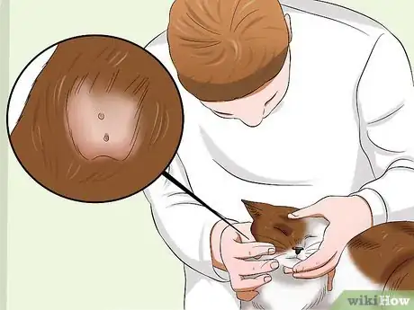 Imagen titulada Tell if a Cat Has Rabies Step 2