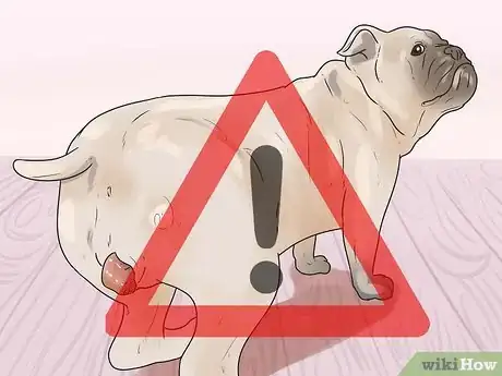 Imagen titulada Breed Dogs Step 17