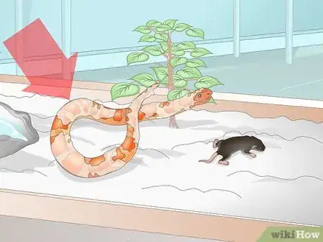 Imagen titulada Feed a Corn Snake Step 12