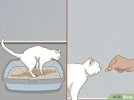 Imagen titulada Train a Cat Step 5