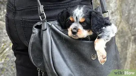 Imagen titulada Carry a Puppy Step 13