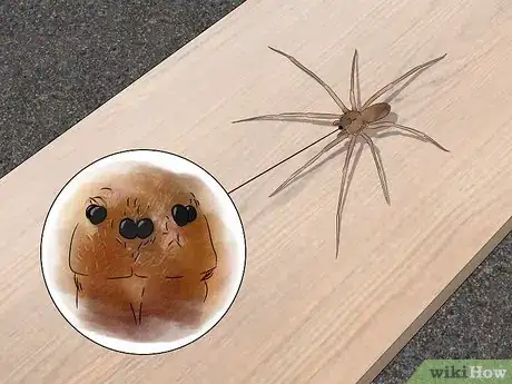 Imagen titulada Identify a Brown Recluse Step 3