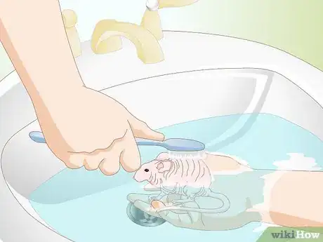 Imagen titulada Care for a Hairless Rat Step 12