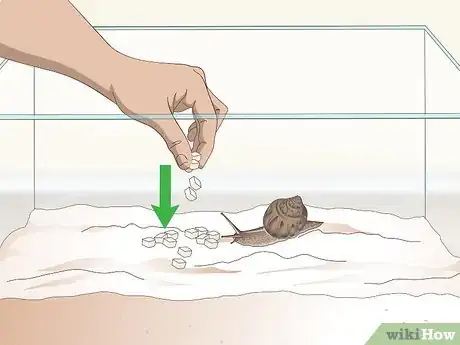 Imagen titulada Feed a Land Snail Step 3