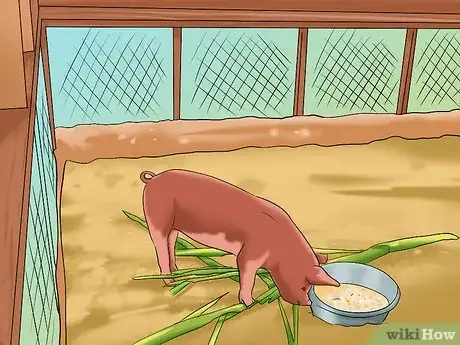 Imagen titulada Show Your Pigs Step 2