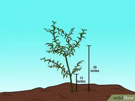 Imagen titulada Prune a Peach Tree Step 6
