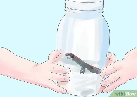 Imagen titulada Care for an Aquatic Newt Step 3