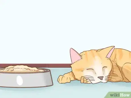 Imagen titulada Diagnose and Treat Rodent Ulcers in Cats Step 2