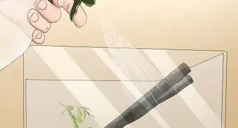 cuidar una mantis religiosa