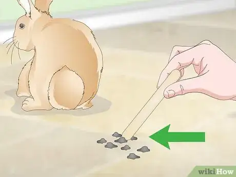 Imagen titulada Determine Whether to Have Your Rabbit Neutered Step 11