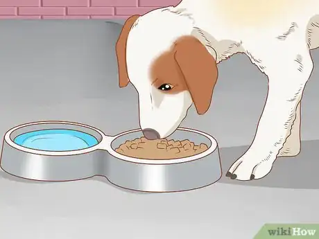 Imagen titulada Treat Your Dog Step 1