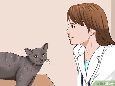 Imagen titulada Clean Your Cat When He Can't Do It Himself Step 1