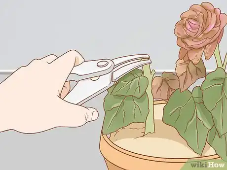 Imagen titulada Prune Begonias Step 6