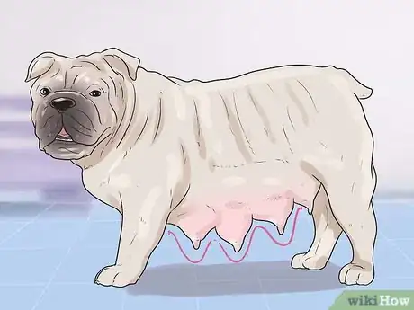 Imagen titulada Breed Dogs Step 15