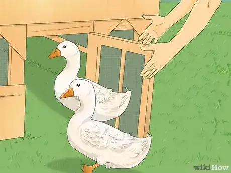 Imagen titulada Train Ducks Step 4