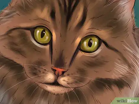 Imagen titulada Identify a Maine Coon Step 5