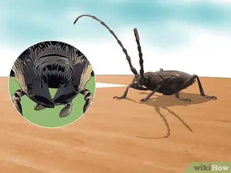Imagen titulada Identify Beetles Step 2