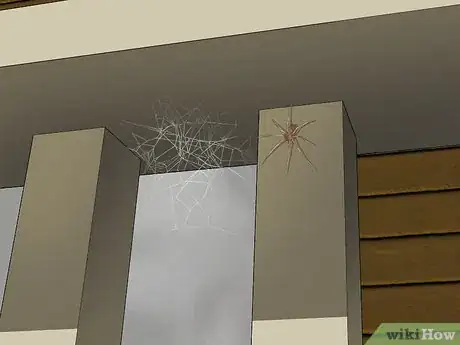 Imagen titulada Identify a Brown Recluse Step 8