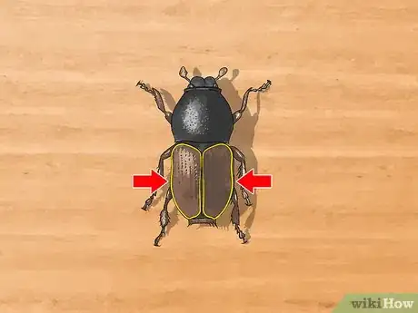 Imagen titulada Identify Beetles Step 1